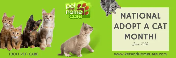 5 Must-Read Tips to Know Before Adopting a Cat