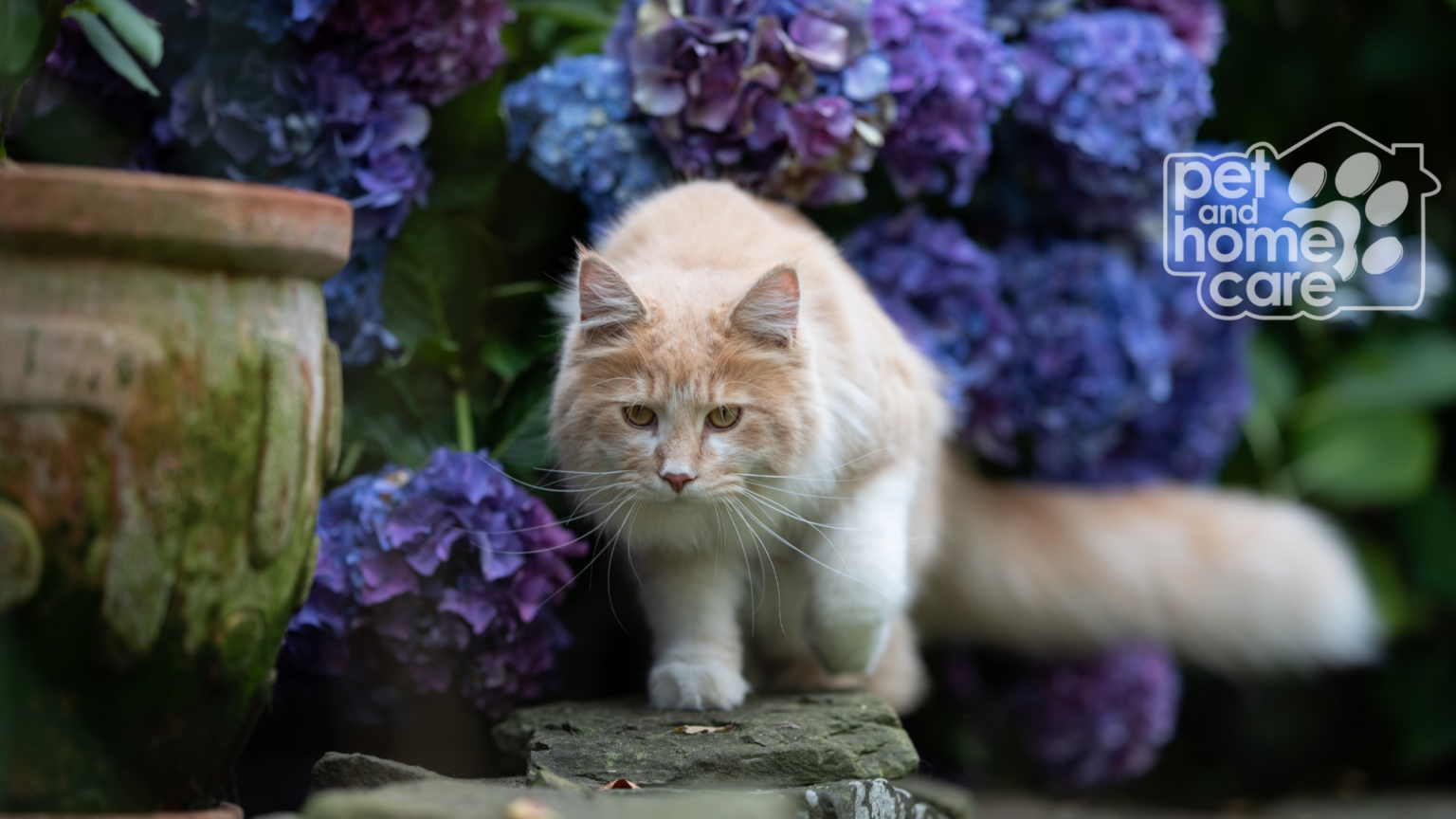 Indoor or Outdoor Cats? Pet and Home Care