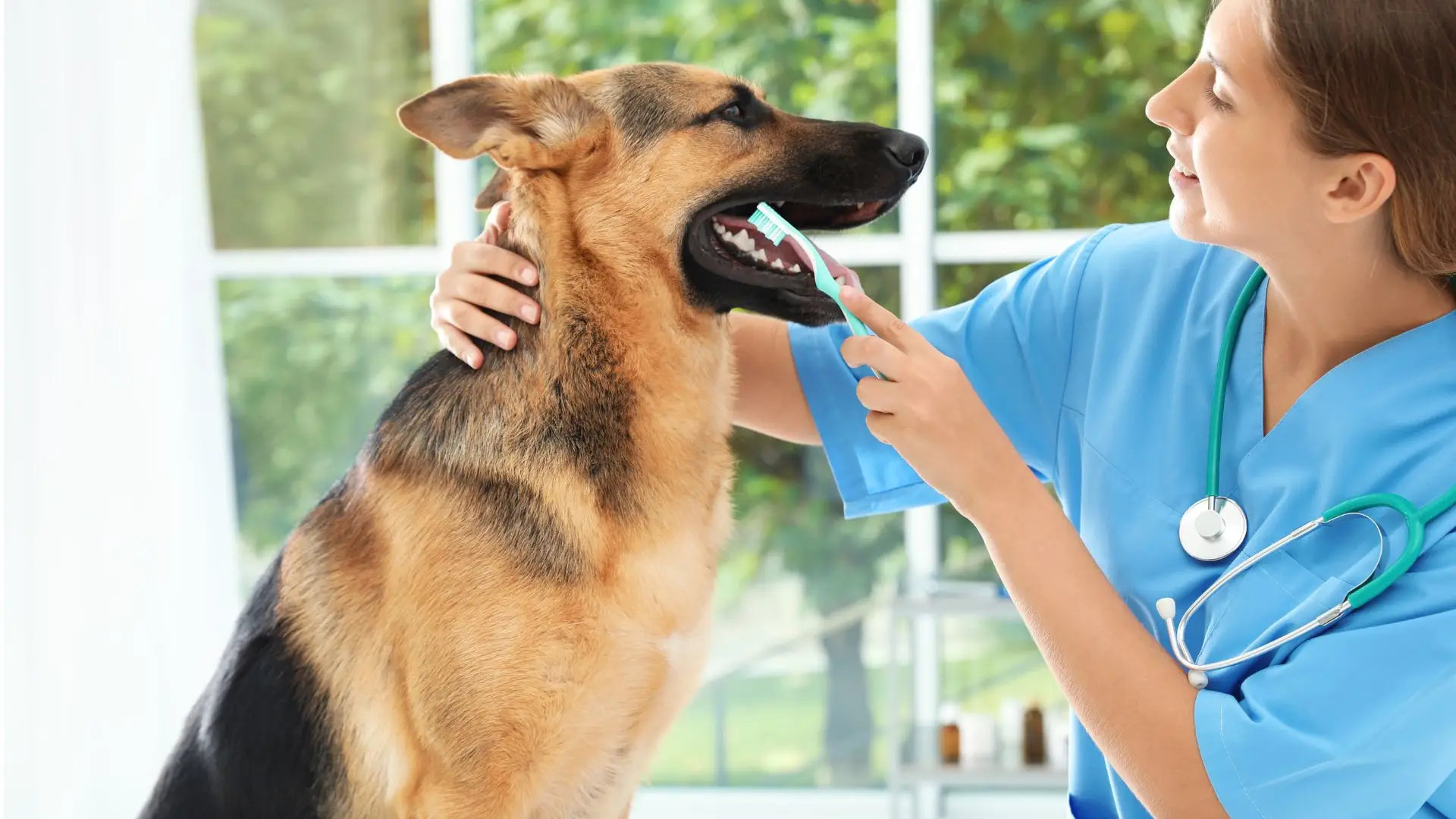 dog-brush-teeth