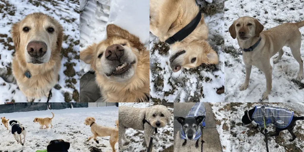 Happy Dogs in Snow