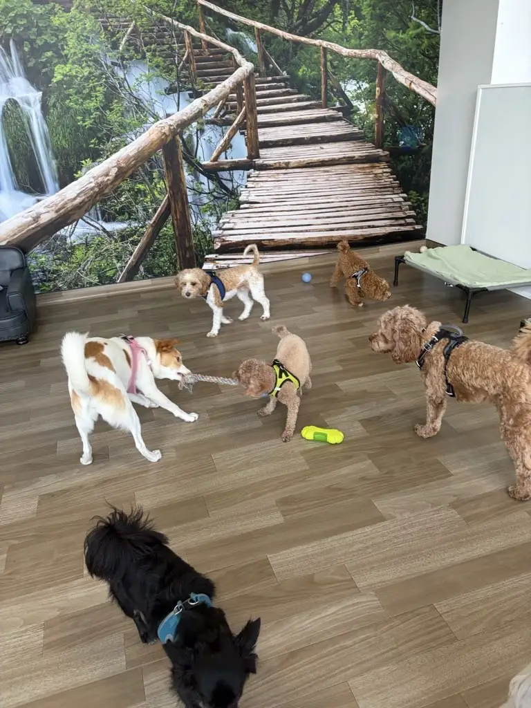 Small dog daycare